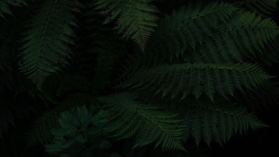 Папоротник Blue Fern