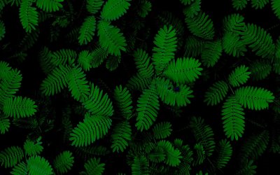 Листья на черном фоне