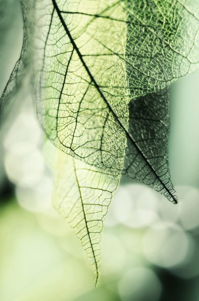 Лист Макросъемка