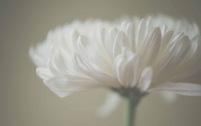 Бежевые цветы