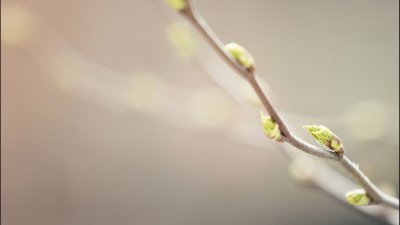 Почки на деревьях весной