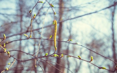 Весенний Минимализм