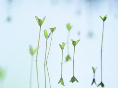 Весенний Минимализм