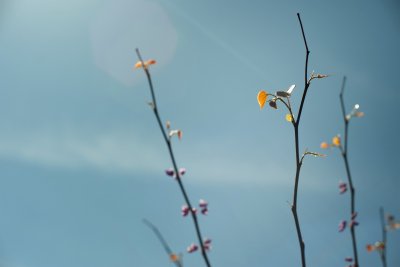 Весенняя ветка