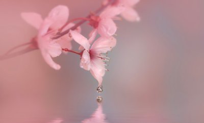 Нежный цветок