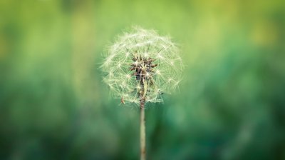 Одуванчик картинка