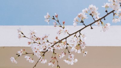 Весенняя ветка