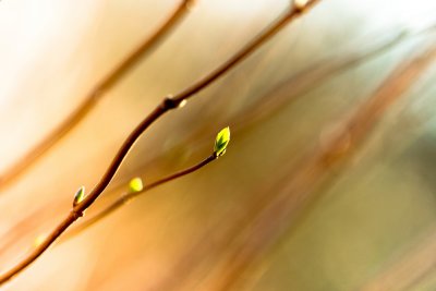 Ранняя Весна ветки