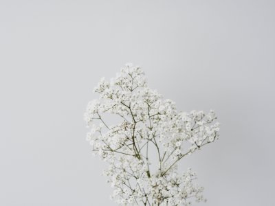 Цветы Эстетика Минимализм