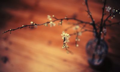 Весенние цветы Минимализм