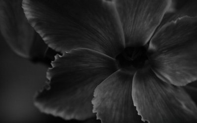 Черно-белый цветок