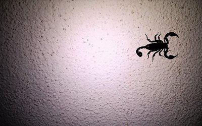 Скорпион фон