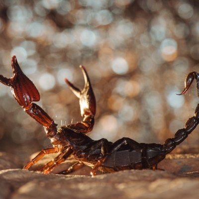 Глаза скорпиона