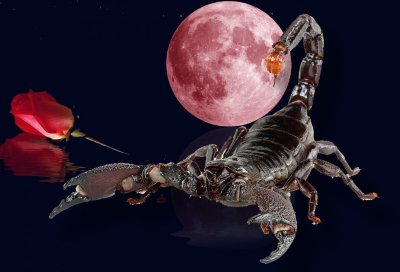 Красный Скорпион