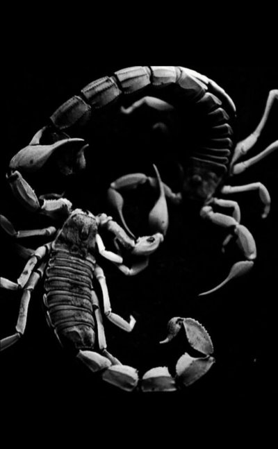 Скорпион на черном фоне