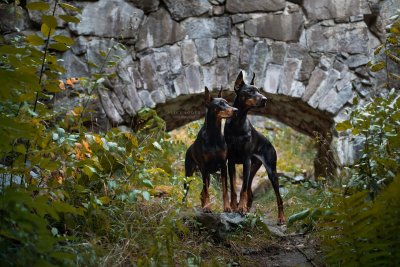 Доберман собака