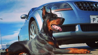 Доберман гуччи