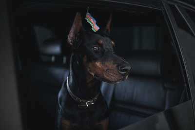 Щенок добермана Эстетика