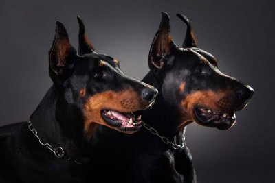 Доберман пинчер