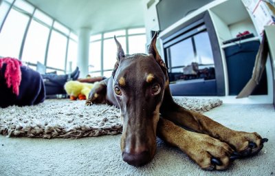 Доберман 4к