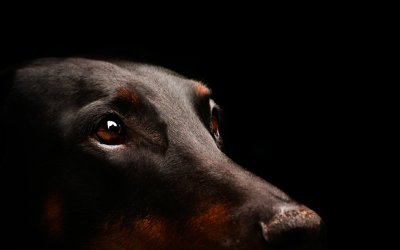 Доберман собака