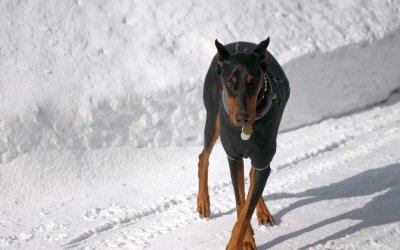 Собака Доберман белый