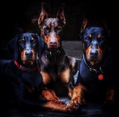 Доберман бойцовская