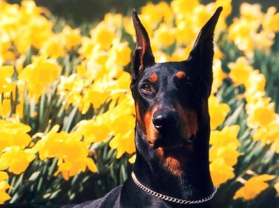 Мохнатый Доберман