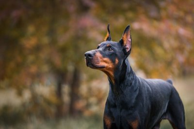 Доберман Грация