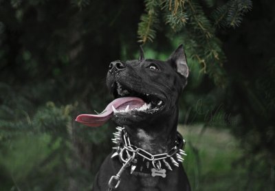 Стаффордширский Доберман