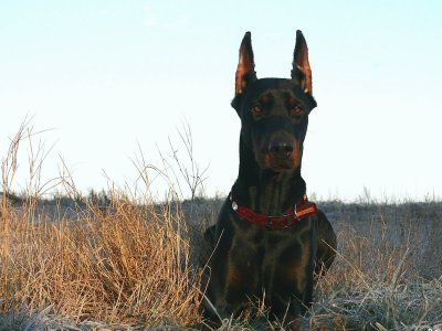 Доберман черный