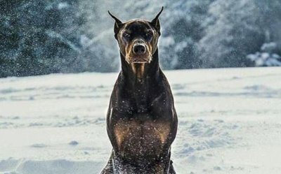 Доберман 4к