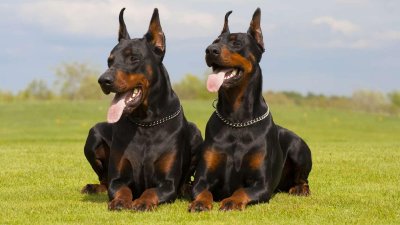 Американский Доберман черный