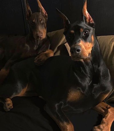 Доберман собака