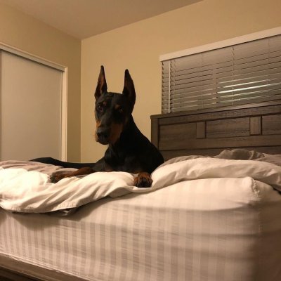 Катрина Доберман