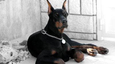 Доберман-пинчер Эстетика