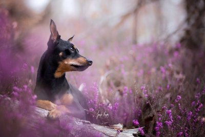 Доберман пинчер собака