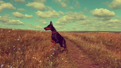 Красивые собаки Эстетика