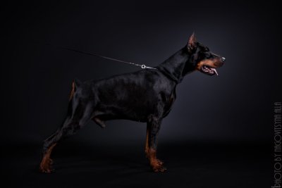 Доберман оскал