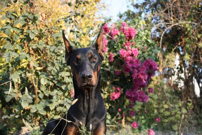 Доберман меланист