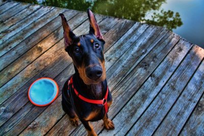 Доберман Владека Рошины