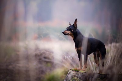 Доберман собака