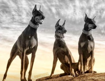 Старотипный Доберман