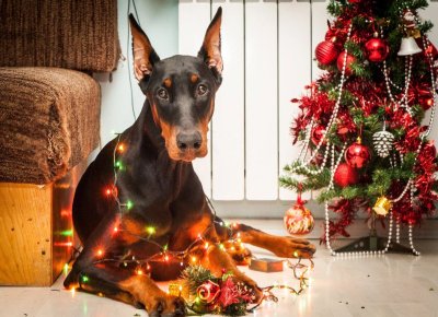 Доберман собака