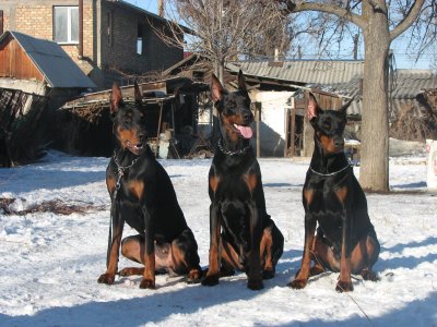 Доберман-пинчер Эстетика