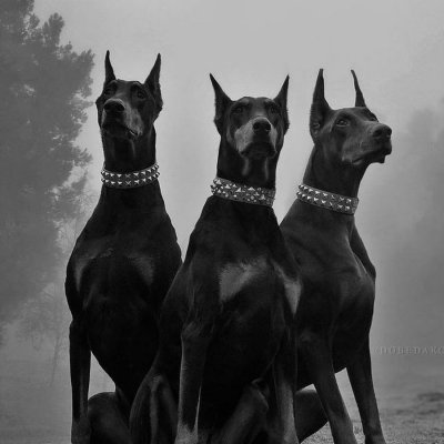 Доберман Эстетика