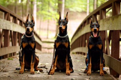 Немецкая овчарка и Добер