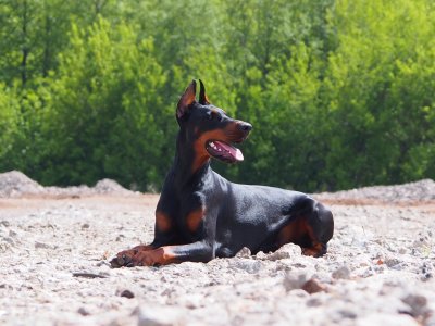 Добер колли