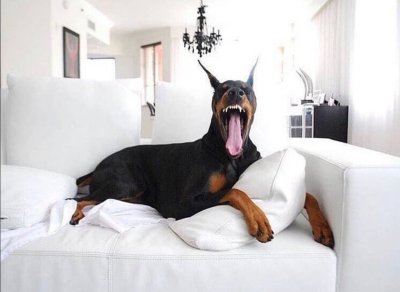 Доберман щенок