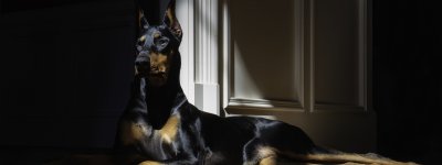 Доберман 1920